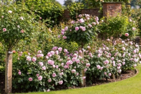 Англійські троянди — найкращі сорти, поради щодо догляду і використання 