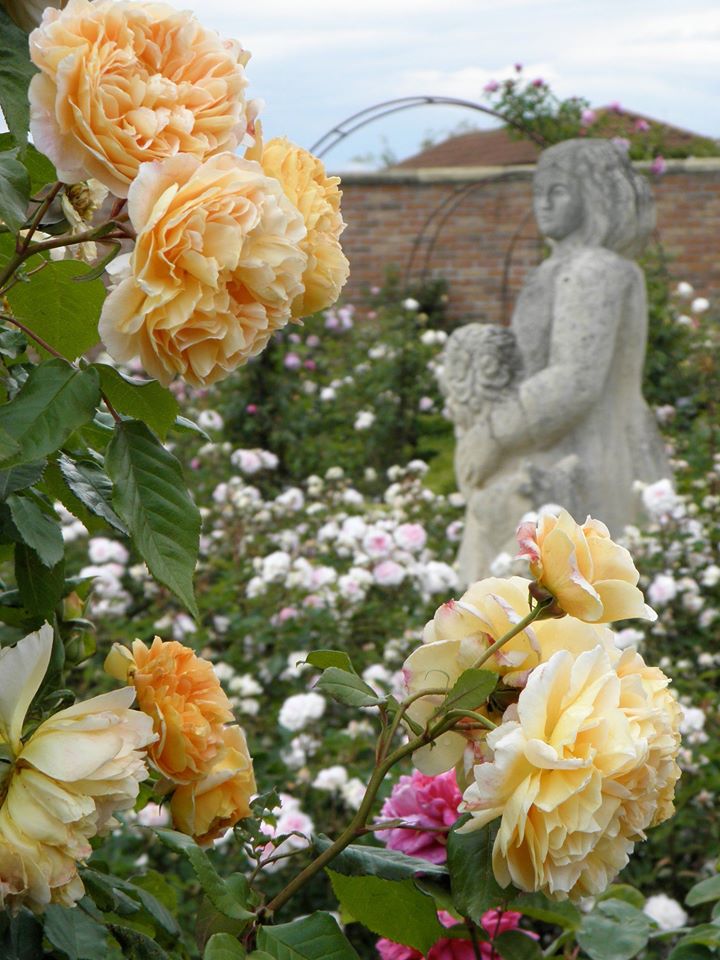 Вікторіанський сад (THE VICTORIAN WALLED GARDEN) демонстраційного саду Девіда Остіна