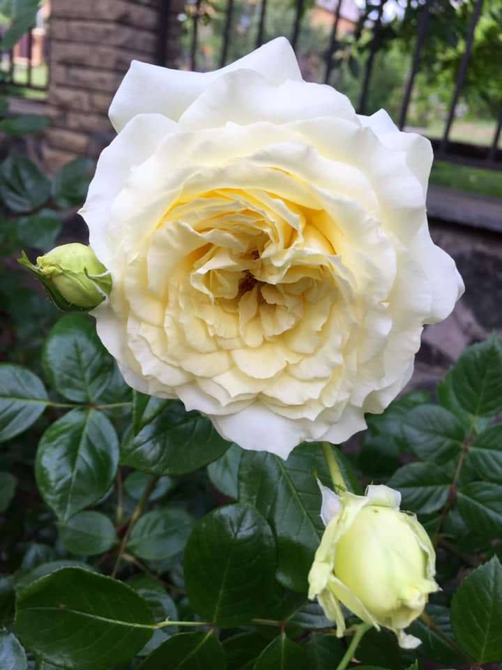 Троянда Elfe, Tantau, Німеччина