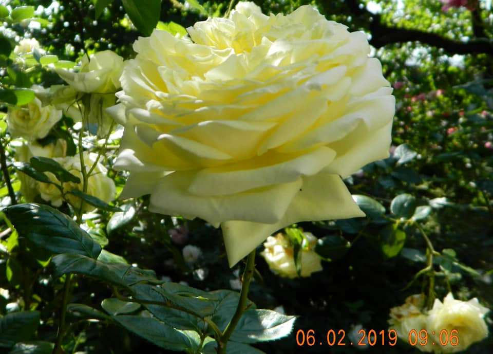 Троянда Elfe, Tantau, Німеччина