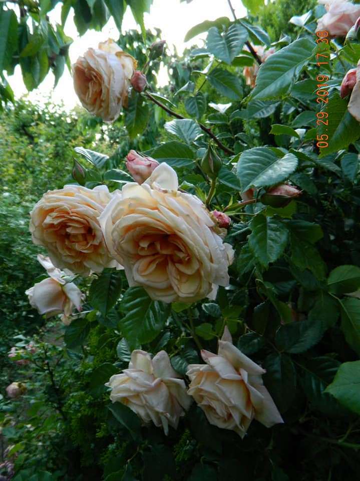 Троянда Barock, Tantau, Німеччина, 1999