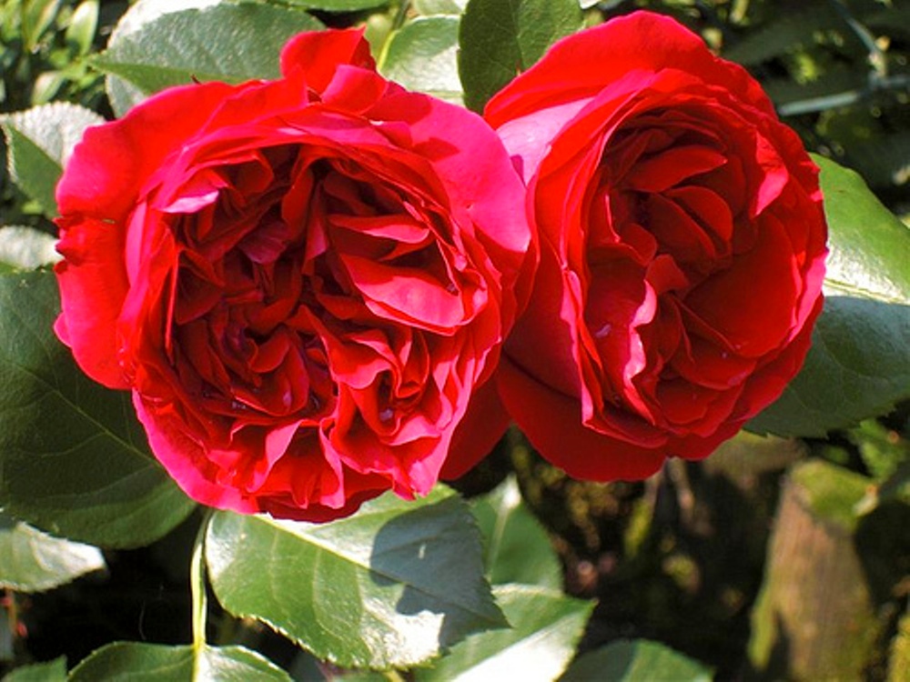Троянда Red Eden Rose