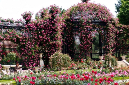 Розарій Валь-де-Марн у Франції — найбільша колекція старовинних троянд у світі