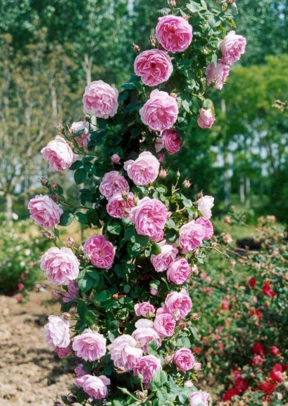 Троянда Reine Des Iles Bourbon Mauqet, Франція, 1834 