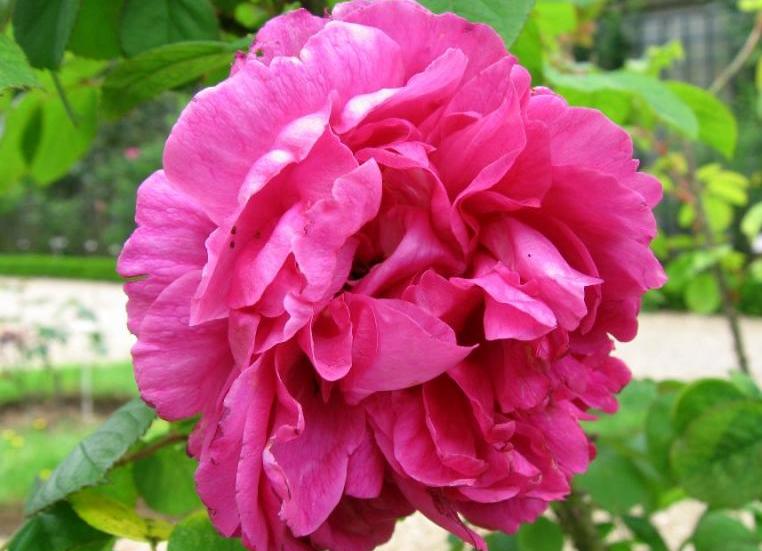 Троянда Рarfum de L’Hay виробництва самого Жуля Граверо