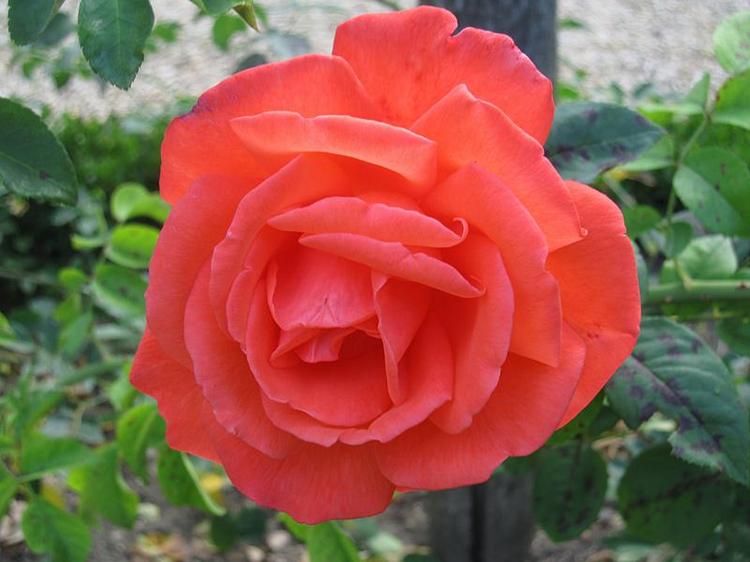 Троянда Super Star (Tantau, Німеччина)