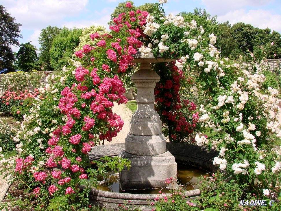 У цій колекції представлені новітні творіння садових троянд видатних французьких селекціонерів