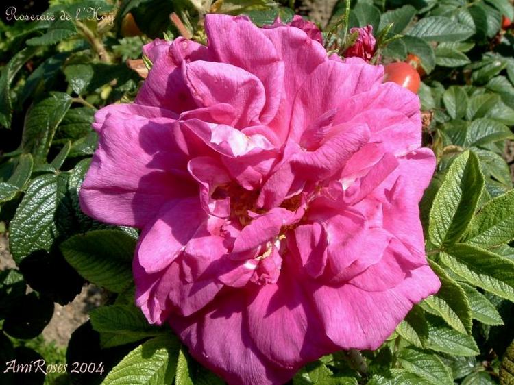 Троянда Ругоза Roseraie de L`Hay, Jules Gravereaux, Франція, 1901. Названа на честь Розарія в Л’Ай-ле-Роз