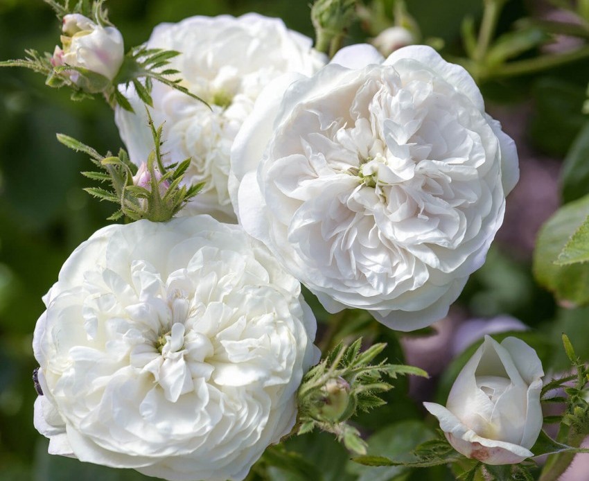 Білі сорти старовинних троянд, доступні в Україні