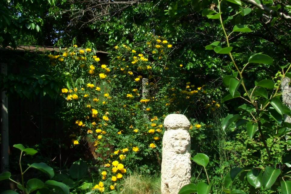 Антропоморфна фігура з каменя, на зразок тих що багато в степу було, зроблена руками господаря саду  паном Валерієм, на фоні Rersian Yellow гібриду троянди Foetida,  що перекладається як «смердюча» - подобається мухам, жукам та бджолам, але людині начеб то ні… (?!)