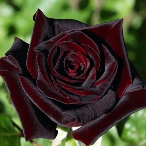 Троянда Black Prince, William Paul, Великобританія, 1866