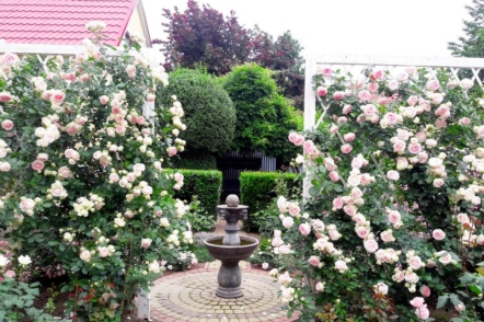 Сад родини Швець з Закарпаття — розарій в регулярному стилі