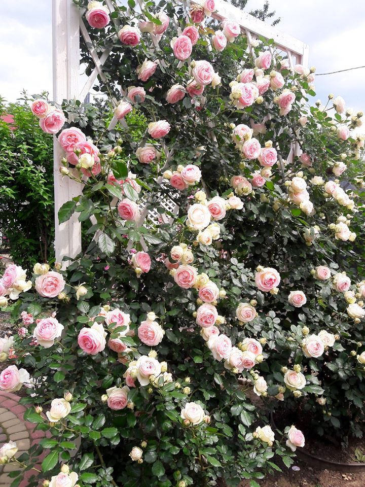 Кожна клумба переділена дерев’яними шпалерами, біля яких висаджені по два кущі троянд П’єр де Ронсар