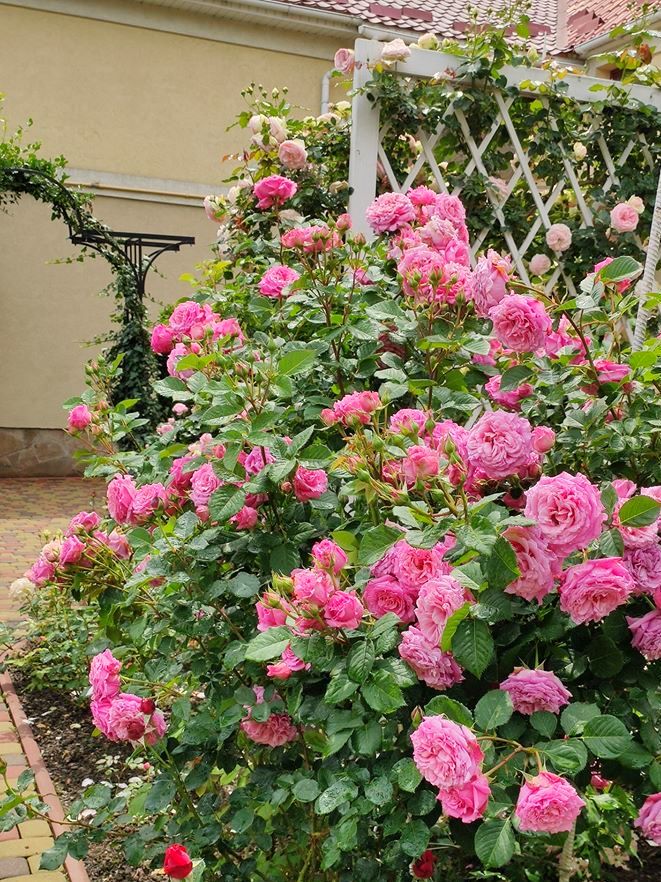 Розкішна троянда Benvenue додає насичених рожевих кольорів в палітру і парфумований аромат на весь сад