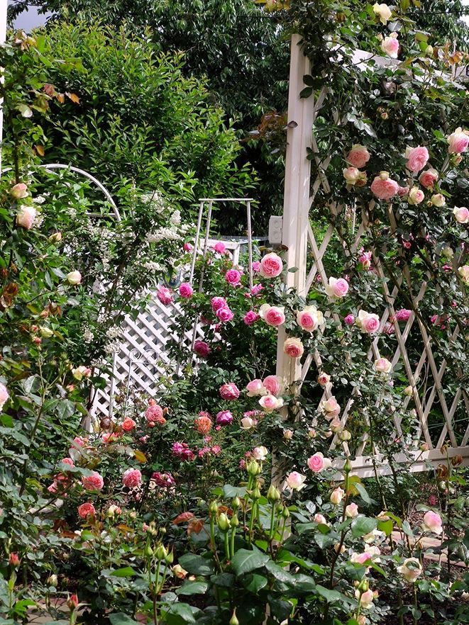 В саду знайшлося місце для декоративних чагарників. «Дейції у мене дві, ця відіграє свою роль навесні зеленою масою, як розділювач, а коли квітне білим - підтримує концепцію біло-рожевого»