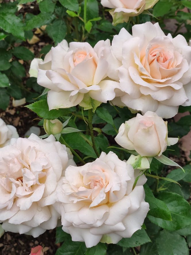 Троянда Chandos Beauty, Harkness, Великобританія, 2005. Одна з найароматніших у трояндовому світі ароматів