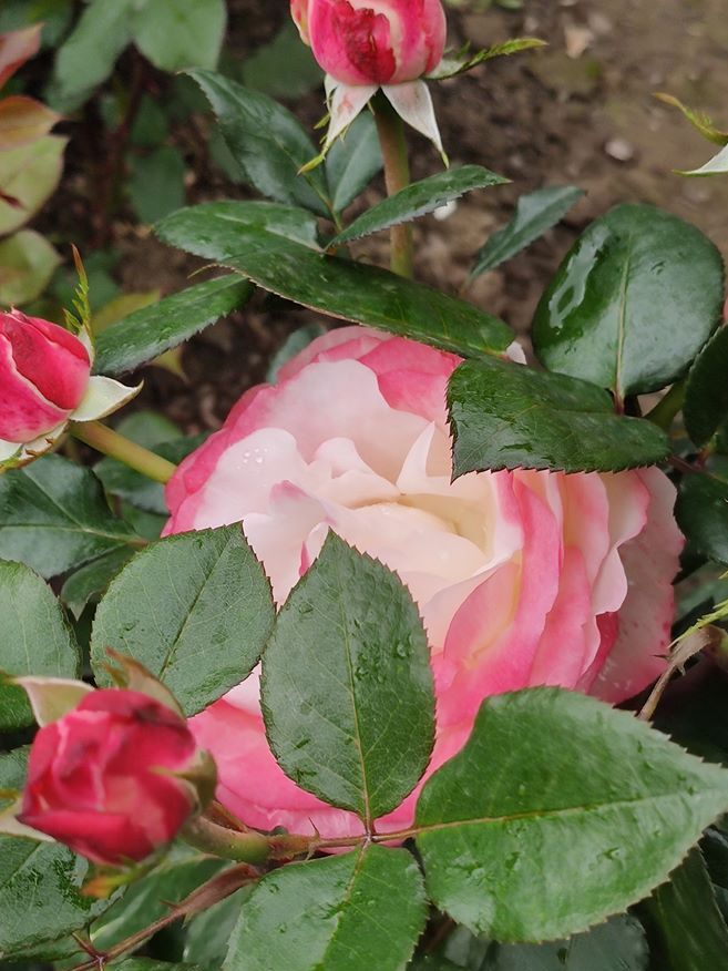 Чайно-гібридна троянда Nostalgie, Evers, Німеччина, 1995. «Я підбирала сильну троянду для сонячного місця, сподіваюсь, вона виправдає мої надії. Дуже гарна, люблю»