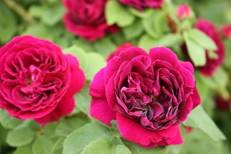Троянда Souvenir du Docteur Jamain – казковий і, мабуть, смачний сорт