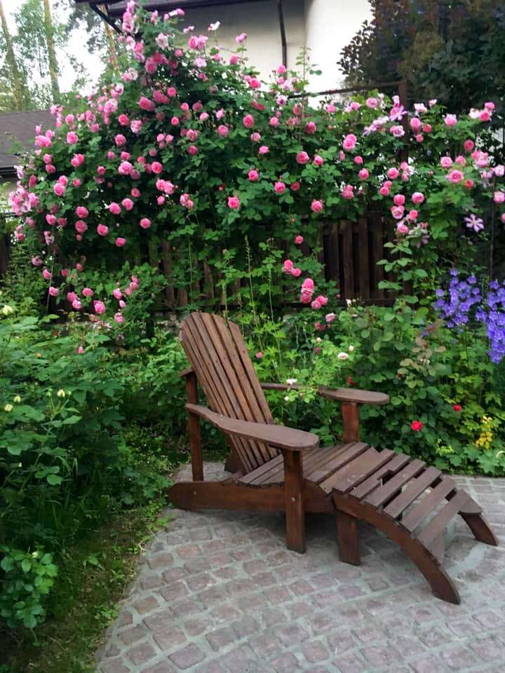 Троянда Louise Odier – габаритна троянда, але її можна примостити на паркан і вона не тільки не займатиме багато місця в саду, вона ще буде родзинкою цього місця!