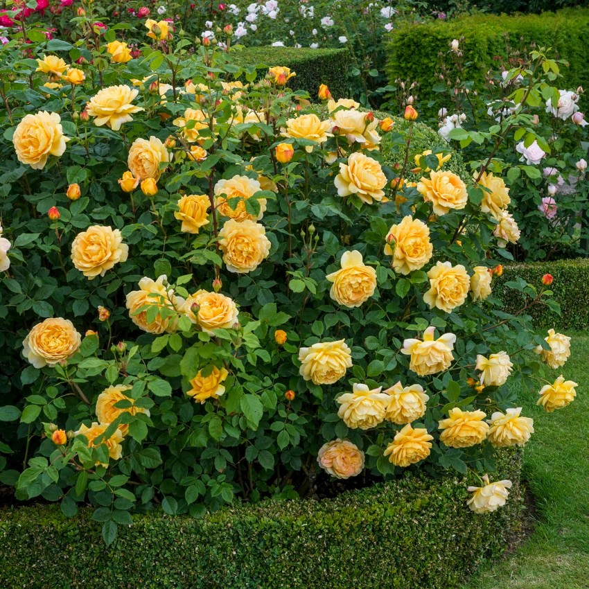 Троянда Golden Celebration має не тільки прекрасний аромат, а ще облитий квітами кущ мінімум двічі за сезон, купу пелюсток і неперевершений вигляд в саду