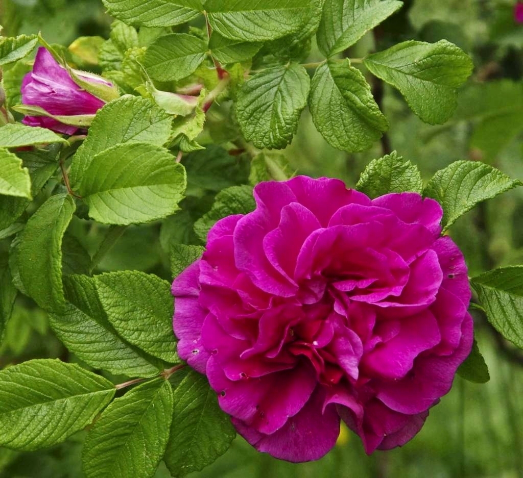 Троянда Hansa – дуже живуча, дуже пахуча і відкликається на догляд – тоді вона перевтілюється з попелюшки запарканних територій – на принцесу, а далі і на королеву саду