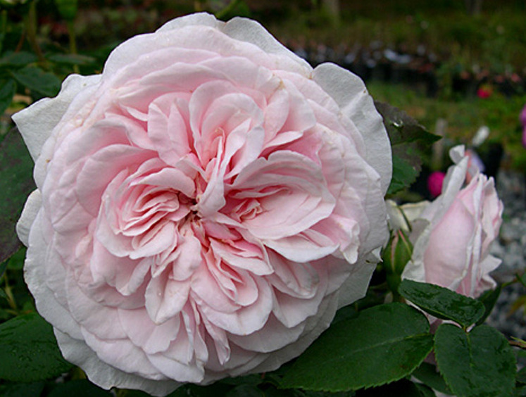 Троянда Souvenir de la Malmaison