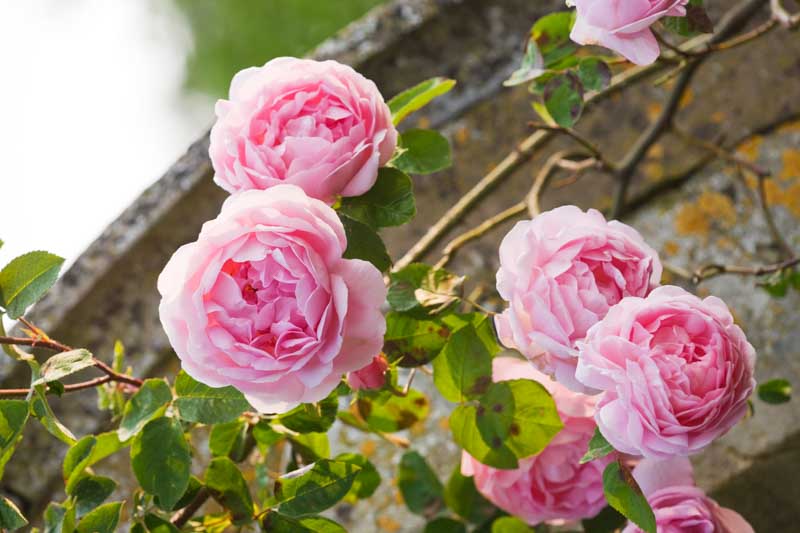 Троянда Constance Spry