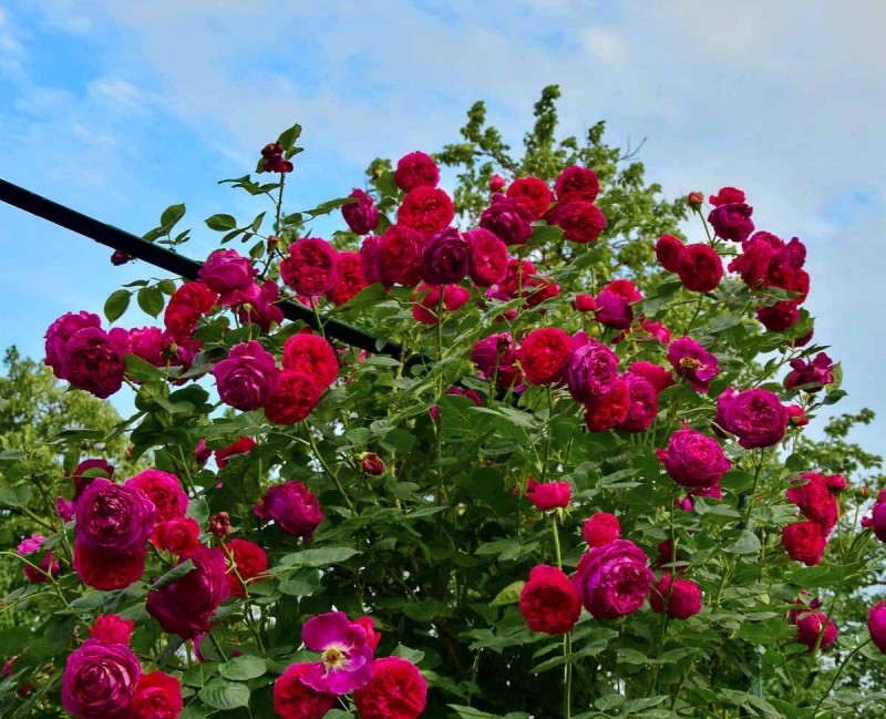 Англйська троянда Falstaff