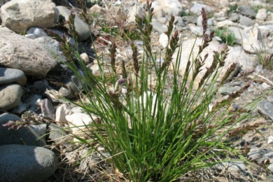 Костриця сибірська (Festuca sibirica)