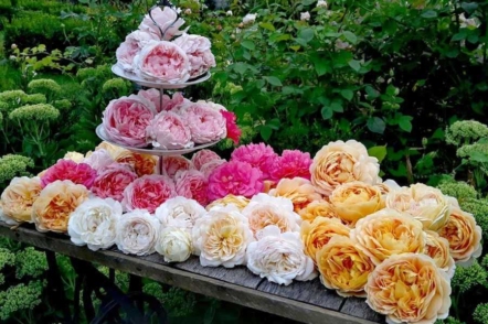 Про сад, про нас і про троянди — Вікторія Кононенко