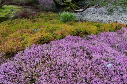 10 невибагливих грунтопокривних рослин, які створять в саду яскраві килими
