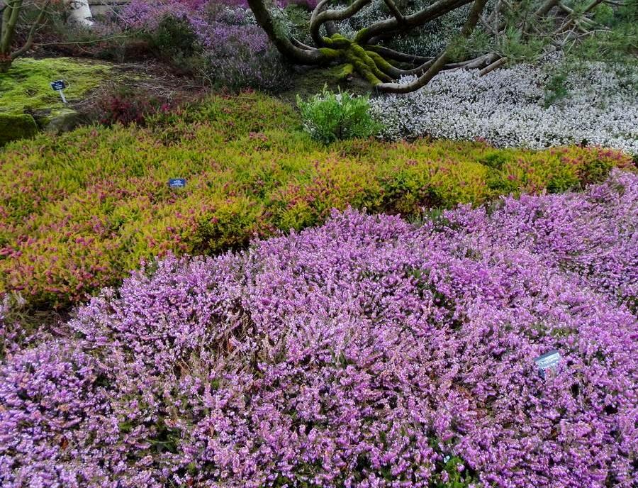 10 невибагливих грунтопокривних рослин, які створять в саду яскраві килими