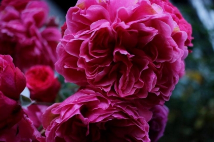 12 фіолетових сортів старовинних троянд, які можна придбати в Україні