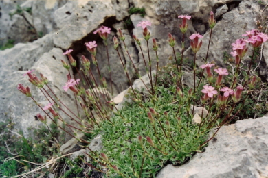 Мильнянка дерниста (Saponaria caespitosa)