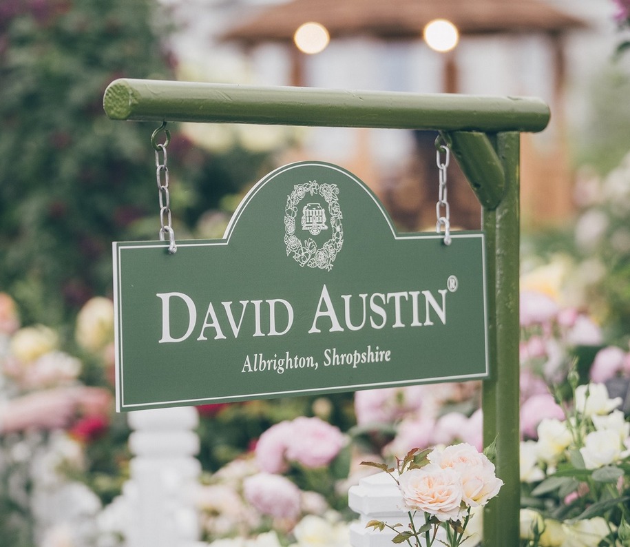 Правила вирощування англійських троянд — поради від Девід Остін Роузес