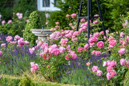 Англійські троянди в міксбордері – рекомендації Девід Остін Роузес