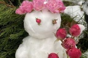 Морозостійкість троянд та українські зими — вкривати чи ні? © Анна Шульженко, Київ