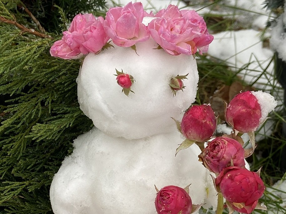 Морозостійкість троянд та українські зими — вкривати чи ні?