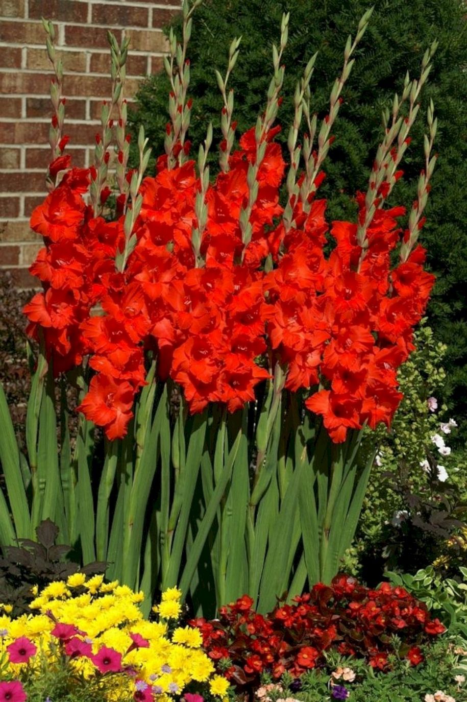 Гладіолуси, чи косарики (Gladiolus)