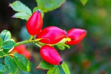 Плоди-шипшинки троянди «Розамунда» (Rosamunda)