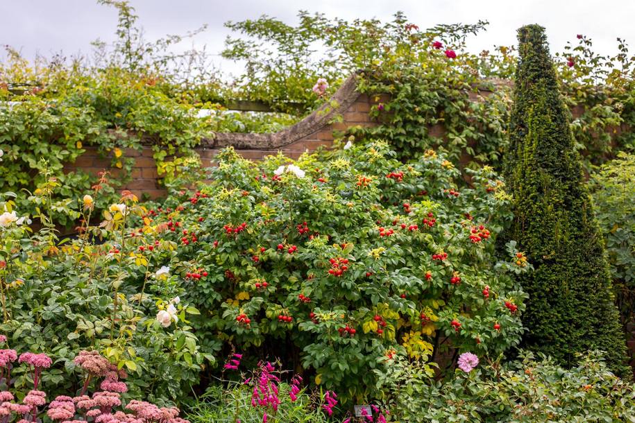 Шипшини в саду Девіда Остіна — англійські, видові і троянди інших селекціонерів