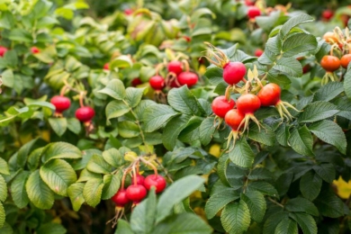 Видова троянда зморшкувата Альба (Rugosa Alba) утворює дуже декоративні плоди, схожі на помідорчики чері
