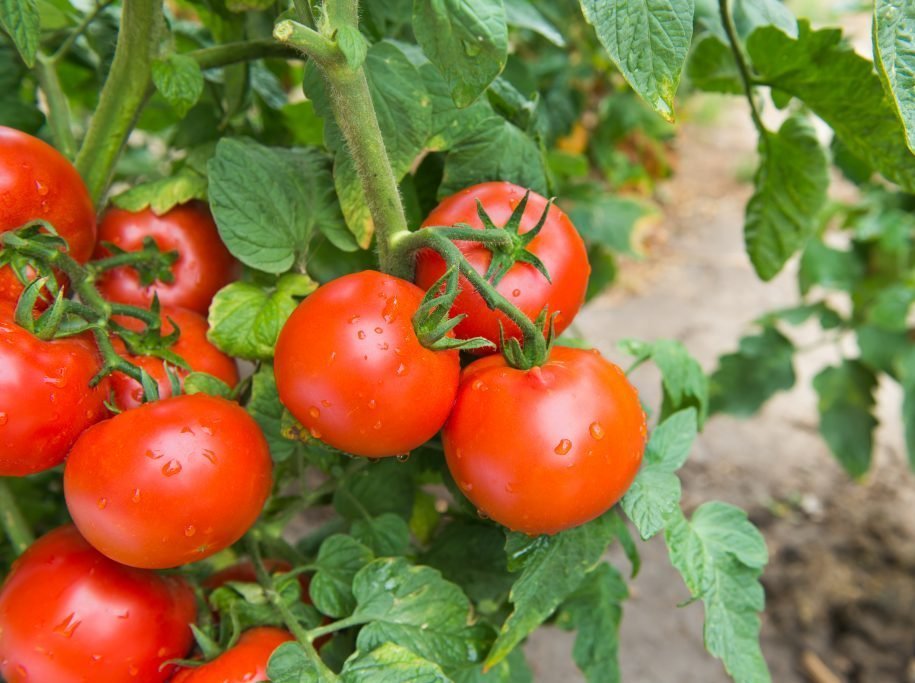 5 найпростіших у вирощуванні томатів, за відгуками покупців «UAгород»