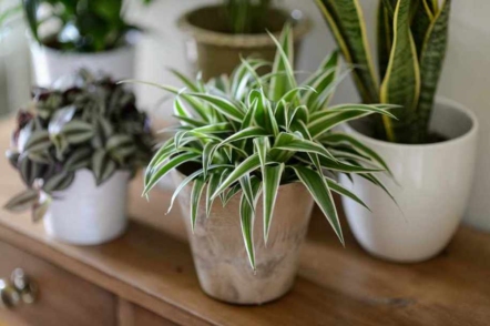 Ідеальні кімнатні рослини для новачків