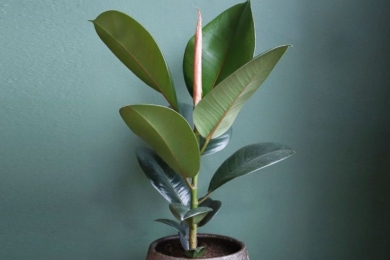 Фікус каучуконосний (Ficus elastica)