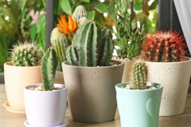 Кімнатні вазони кактуси (Cactus), фото