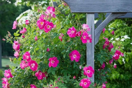 Канадські троянди — ідеальні для практичного, легкого у догляді саду