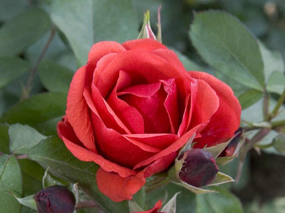 Троянда «Моден Файеглоу» (Morden Fireglow)