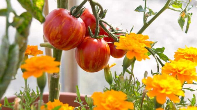 Чорнобривці гарно впливають на розвиток всіх овочів, а томатів - особливо