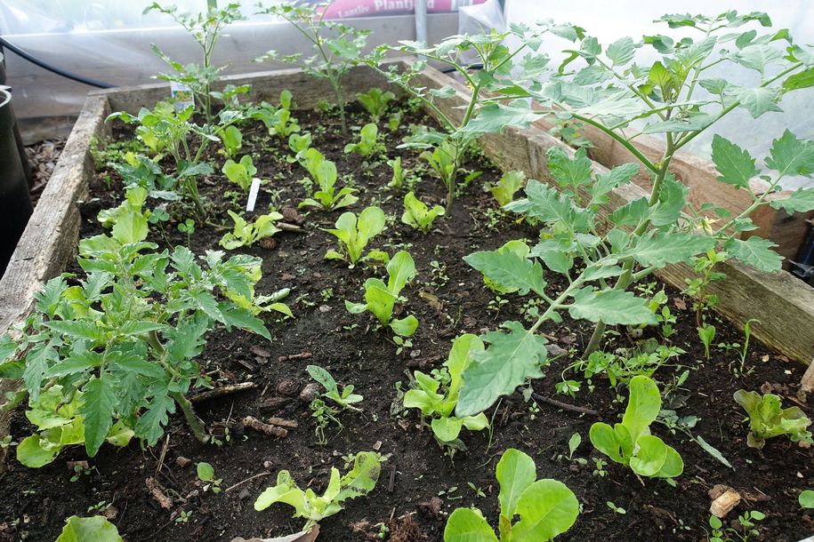 Всі листові овочі та різновиди салатів підходять для вирощування разом з помідорами як на грядках, так і в теплиці